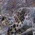 Capturing The Rare Snow Leopard On Camera BBC Earth