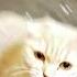 мем хочуврек Cat шнип шнап шнапи шнапи шнапи