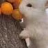 When Watching Is More Cute Rabbit Eating Fruit Cute Rabbit Viral Shorts