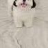 Chiki Lovely Cute Dog Chiki