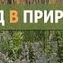 Сообщества растений газон для выгула собак и пышный сад без роз в Ленобласти