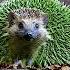 Ёжики зелёные Funny Video Hedgehogs Are Green Shorts Shorts