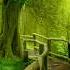 Enchanting Forest Music For Relaxation Celtic Fantasy Music Instrumental The Unfading Forest