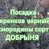 Посадка черенков черный смородины сорт ДОБРЫНЯ 30 03 25г сад дача питомник черенки добрыня