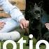 Son Emotionally Gifts Mum Rescue Dog After Leaving Home The Dog House
