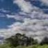 BERNWARD KOCH Walking Through Clouds