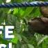 Sloths Wildlife Using Our Sloth Crossing Bridges The Sloth Conservation Foundation