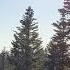 Armik Dancing Shadows Larch Mountain Oregon