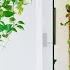 Long Healthy Money Plant Growing Ideas Indoor Money Plant Hanging Decoration Ideas GREEN PLANTS