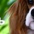 КАВАЛЕР КИНГ ЧАРЛЬЗ СПАНИЕЛЬ Плюсы и минусы породы CAVALIER KING CHARLES SPANIEL