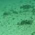 Puffer Fish As Big As A Thigh Travel Alona Beach Dive Bohol Tagbilaran Terminal Balicasag Island