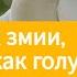 26 января 2020 Мудры как змии и просты как голуби Взгляд ввысь Адвентисты