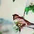 Инна Вальтер Нахмурив брови Trending Cat Coolcat Fireworks Kittty Love Coolcats Flowers