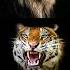 Lion Vs Tiger Scariest Roar Animalfacts Facts