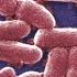 E Coli Infections Are Gross Here Are 5 Facts You Can T Unlearn About Them