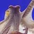 Octopus Intelligence Experiment Takes An Unexpected Turn