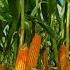 Top 10 MAIZE Producing Countries In Africa