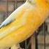 Canary Bird Chirping Bird Sound Birds Animals Canary Funnyanimals