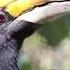 Rhinoceros Hornbill Calls