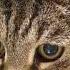 A 19 Year Old Cat Hugged The Owner With His Paws Whom He Had Not Seen For 7 Years