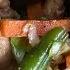 Mix Gulay Vegetables Shortvideo Shortsfeed Shorts Food Cooking