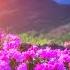 The Most Beautiful Flowers Collection For Relaxation Soothing Music To Relieve Stress