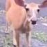 Gang Dude Chills With His Powdered Donut Loving Pet Deer Money Squad