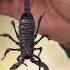 The Sound Of A Scorpion