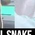 Medics Pull 4ft Snake From Woman S Mouth After Reptile Slithered Down Her Throat As She Slept