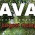 GUIDE TO WORLD S 2nd LARGEST MANGROVE FOREST EXPLORING PICHAVARAM NATURE S PARADISE Travel