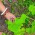 Malabar Spinach Poi Saag Pumpkin Tree ବ ଇତ ଳ ପ ଇ ଗଛ प ई स ग Benefits Of Poi Saag