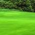 Green Grass Garden Background And No Copyright Video