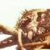 Terrifying Movie Spiders Including Aragog Harry Potter Shelob Lotr