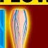 How To FIX Blood Flow Circulation Heart Arteries Legs Feet