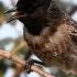 Nightingale Bird Singing Sound Red Vented Bulbul Sounds Bulbul Ki Awaz