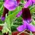 Sweet Pea Lathyrus Odoratus Beautifulplants Amazingnature