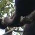 Black Howler Monkeys Pt 1