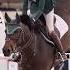 Show Jumping Equestrian Horseriding Horses Trending Horsejumping Showjumping