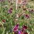 Beautiful Sweet Pea In Garden