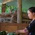 Harvesting Ripe Banana Bunches Indispensable Colored Sticky Rice Dish