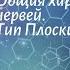 Биология 7 кл Пасечник 40 Общая характеристика червей Тип Плоские черви