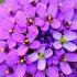 Candytuft Dainty Evergreens Blooming In Sweet Garden Elegance Shorts Candytuft Plants World