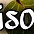 Ed Sheeran Travis Scott Antisocial Official Lyric Video