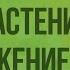 Ткани Ткани растений Продолжение Видеоурок по биологии 5 класс