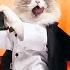 2025 Children S Day Special Funny Compilation That Little Puff