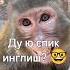 Ванечкин дую спик инглиш ералаш а4 Monkey Rek юмор Top Tiktok Shorts
