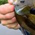 Stocking My Pond With GIANT Bluegill