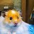 Hamster Escapes The Granny Maze On Halloween Homura Ham Pets