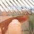 BTS Friends Kalimba Cover With Tabs