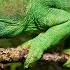 Amazing Chameleons On The Hunt Chameleon Species From Wilderness Of Africa Madagascar India